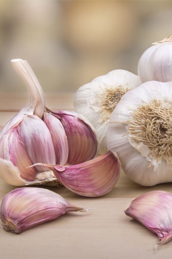 AJO SPRING VIOLETA
